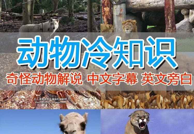 （6312期）外面卖1699的国外纪录片解说（动物解说、美食、动画片）稳过中视频-咩咩网络